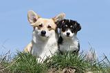 CORGI PEMBROKE 375
